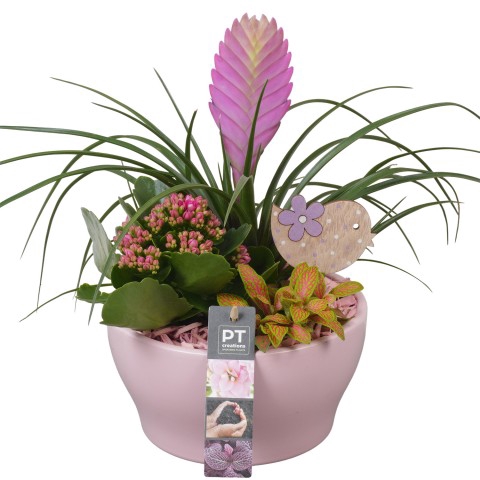 <h4>PTIB7471 Arrangementen kamerplanten</h4>