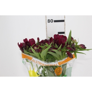 ALSTROEMERIA POMPEII 080 CM