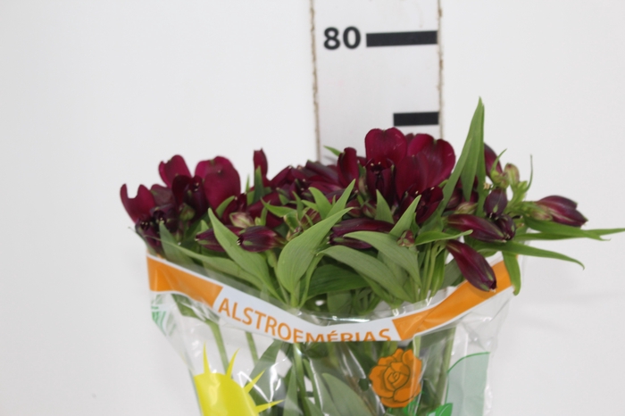 <h4>ALSTROEMERIA POMPEII 080 CM</h4>