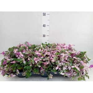 Tradescantia flum. 'Quadricolor'