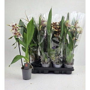 ORCHIDEEEN GEM