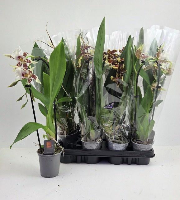<h4>ORCHIDEEEN GEM</h4>