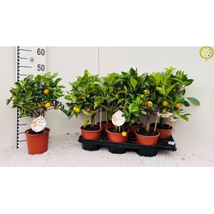 CITR MICROCARPA