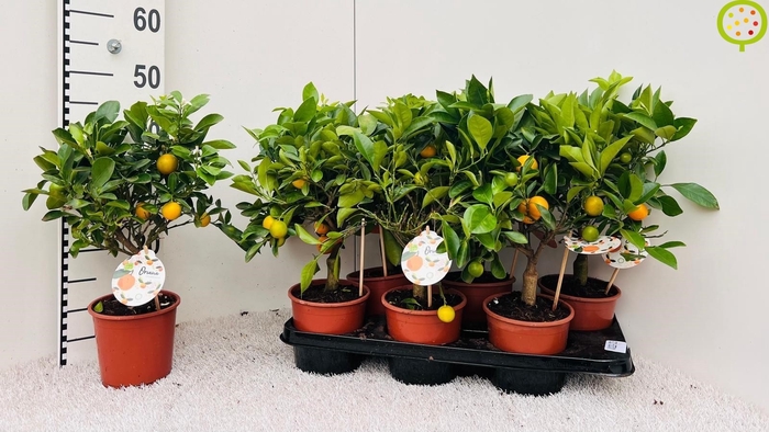 <h4>CITR MICROCARPA</h4>