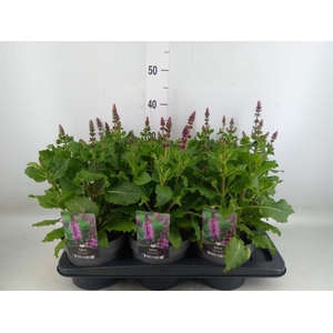 Salvia sylvestris 'Rose Marvel'