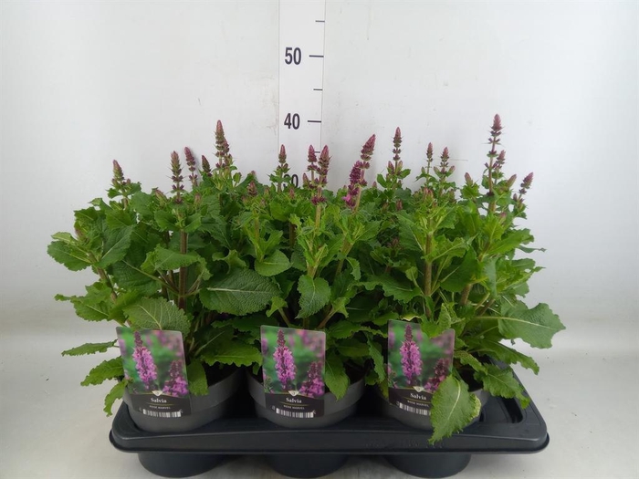 <h4>Salvia sylvestris 'Rose Marvel'</h4>