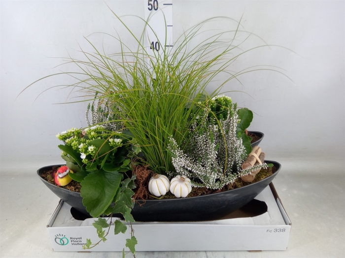 <h4>Arr.   Tuinplanten L%</h4>
