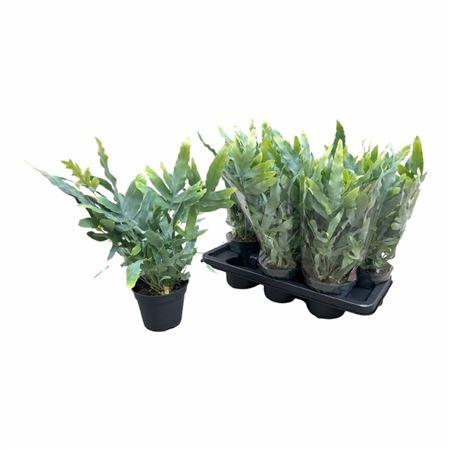 <h4>Phlebo A Blue Star</h4>