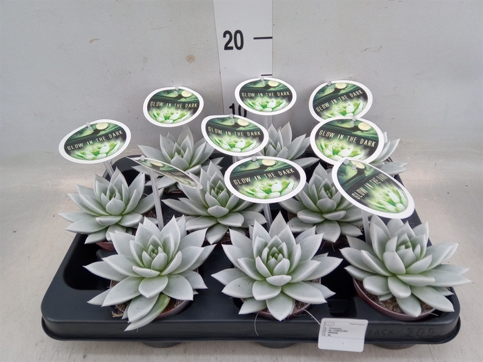 <h4>Echeveria  'Miranda'</h4>