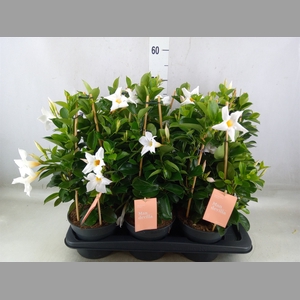 Mandevilla  'Sundavil White'