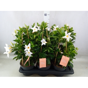 Mandevilla  'Sundavil White'