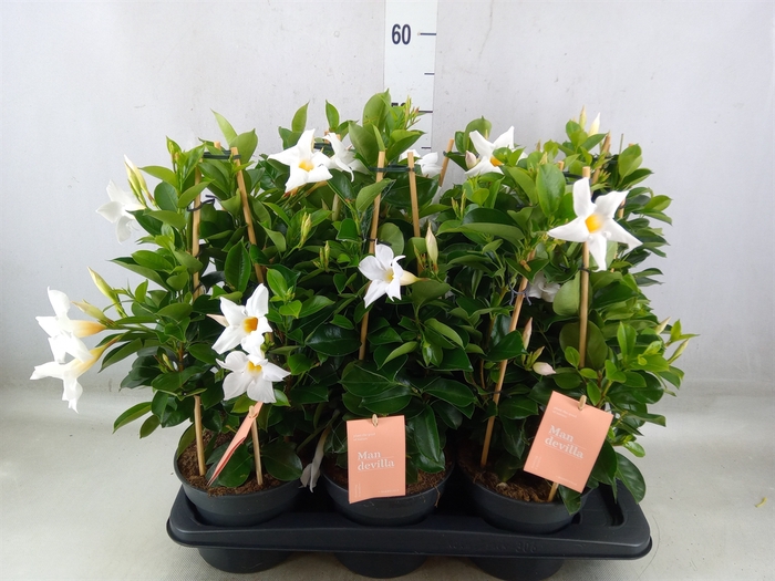 <h4>Mandevilla  'Sundavil White'</h4>