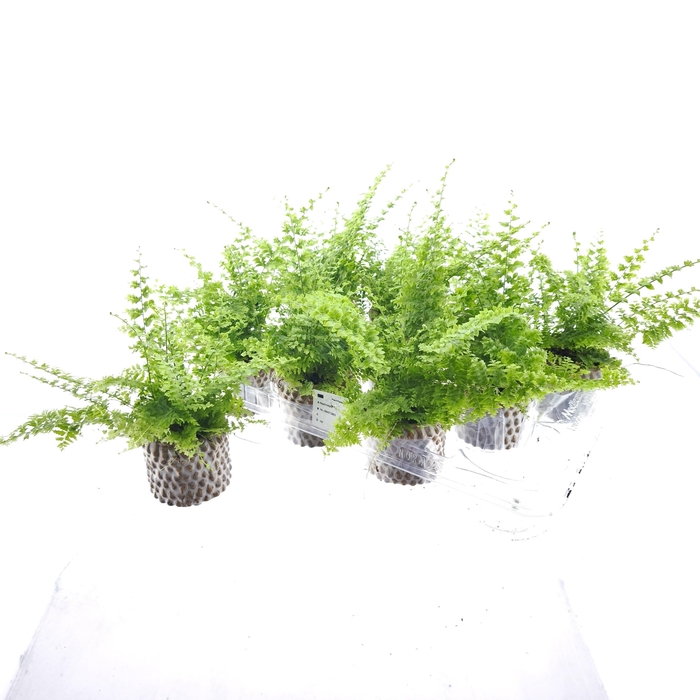 <h4>NEPHR EX GREEN FANTA</h4>