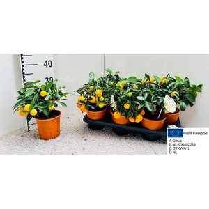CITR MICROCARPA