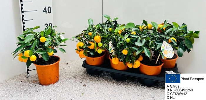 <h4>CITR MICROCARPA</h4>