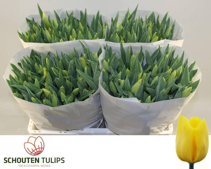 <h4>TU EN STRONG GOLD</h4>