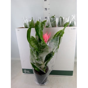 Aechmea fasciata 'Primera'