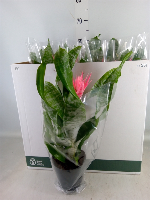 <h4>Aechmea fasciata 'Primera'</h4>