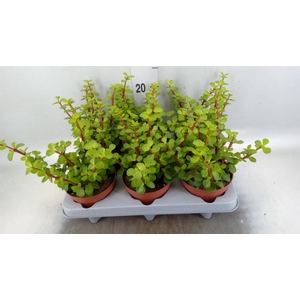 Portulacaria afra