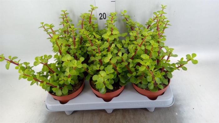 <h4>Portulacaria afra</h4>