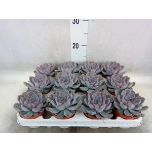 Echeveria  'Orion'