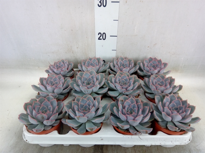 <h4>Echeveria  'Orion'</h4>