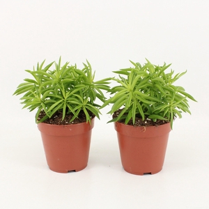 Peperomia Ferreyrae Nevada P12