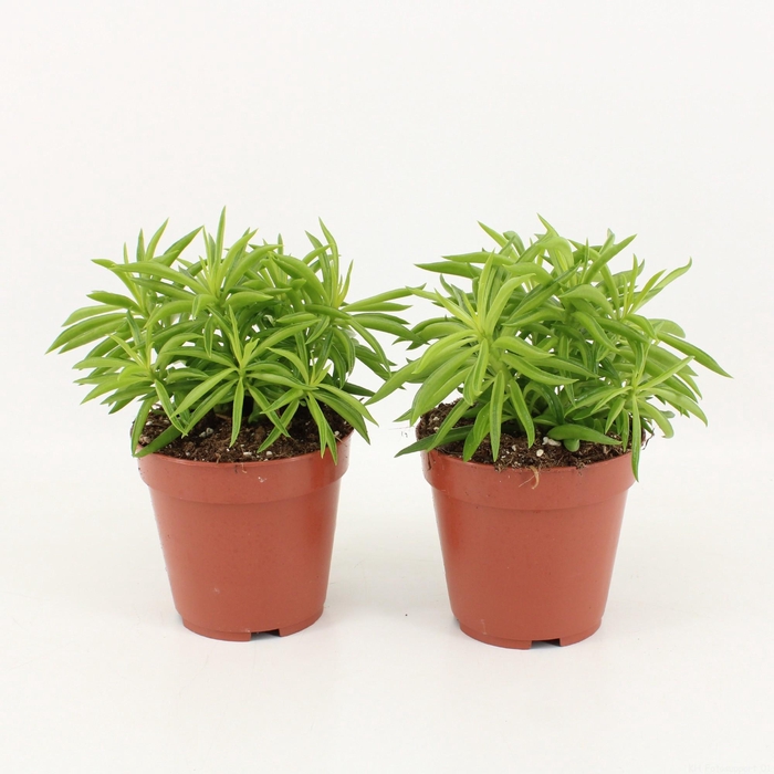 <h4>Peperomia Ferreyrae Nevada P12</h4>