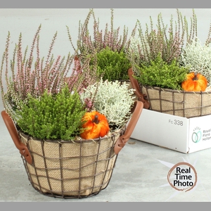 ARR TUINPLANTEN