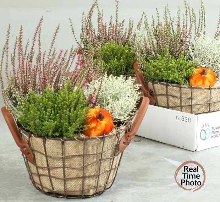 <h4>ARR TUINPLANTEN</h4>