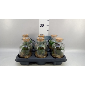 Arr. Planten L%