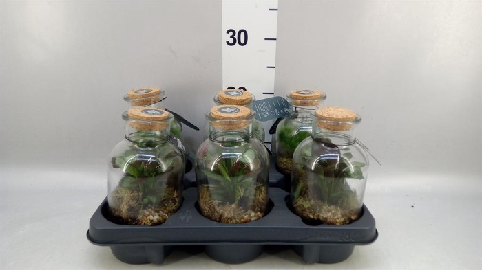 <h4>Arr. Planten L%</h4>
