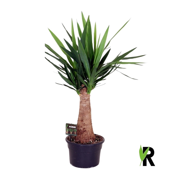 <h4>Yucca elephantipes zware rechte stam</h4>