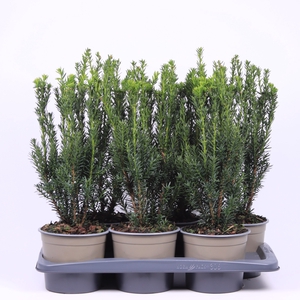 Taxus Media Hillii