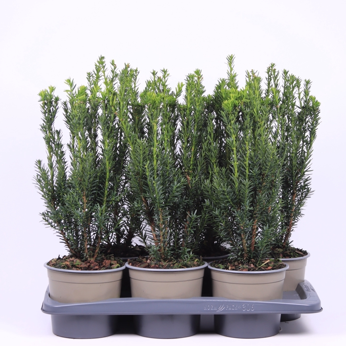 <h4>Taxus Media Hillii</h4>