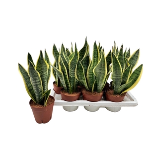 SANSEV FUTURA SUPERB