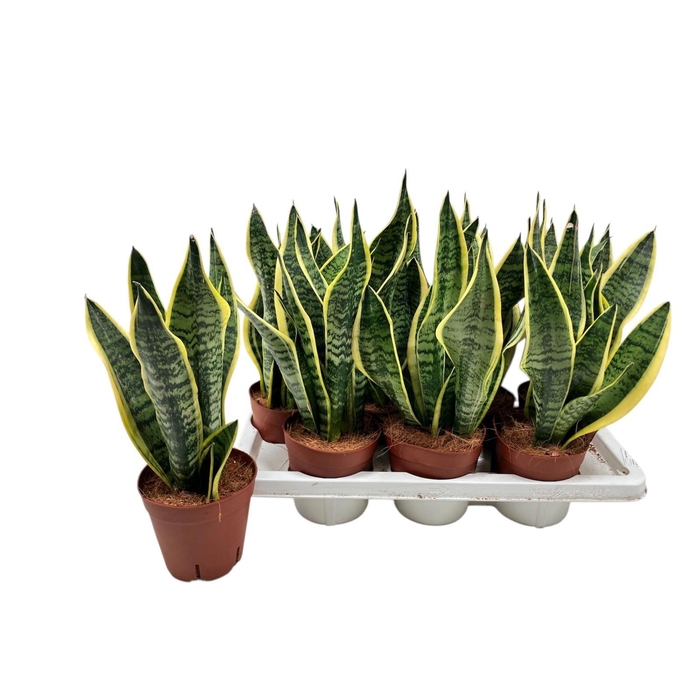 <h4>SANSEV FUTURA SUPERB</h4>