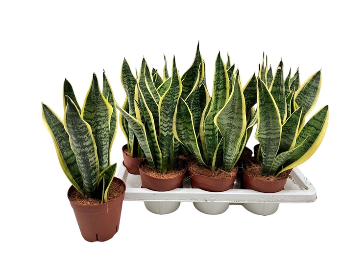 SANSEV FUTURA SUPERB