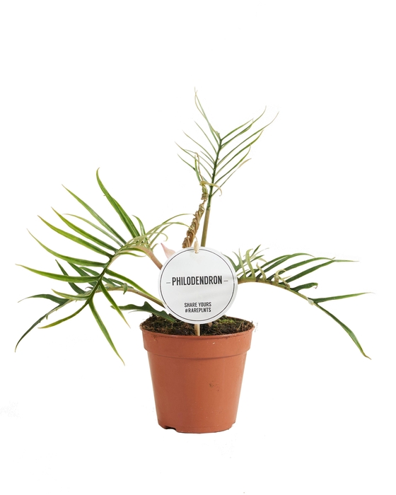 <h4>Philodendron Tortum</h4>