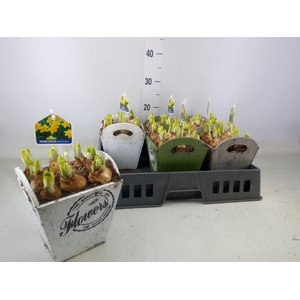 Arr.  Narcissus Tete Tete L%