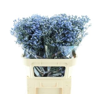 Limonium Abs Blue