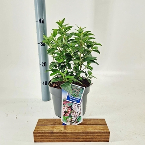 Viburnum tinus Eve Price
