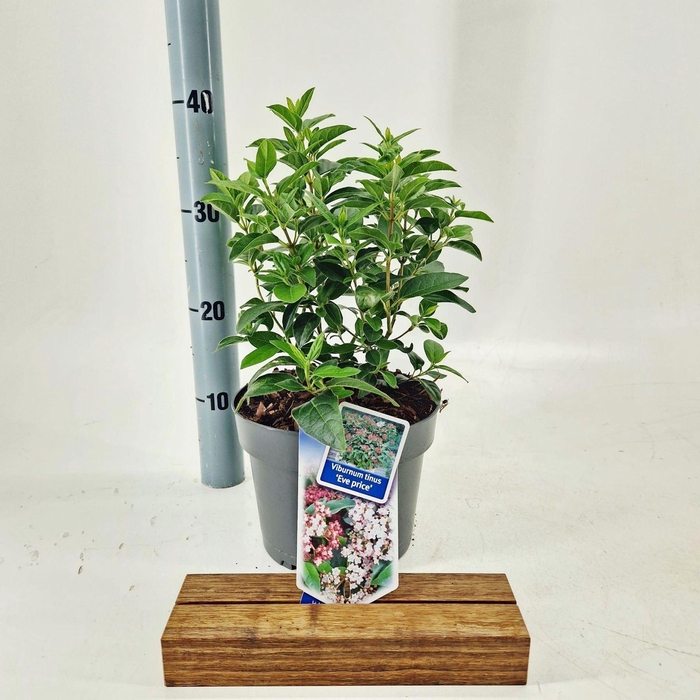 <h4>Viburnum tinus Eve Price</h4>