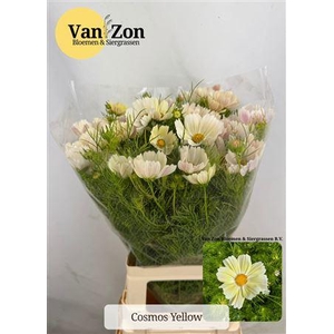 COSMOS BIPINNATUS BANANA