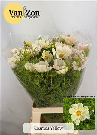<h4>COSMOS BIPINNATUS BANANA</h4>
