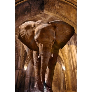 Frame Glass 80x120cm Elephant