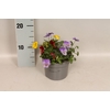 Viola cornuta 13 cm Trio Yellow, Yellow red wing, Red