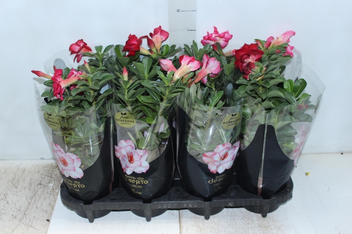 <h4>ROSA DO DESERTO DOBRADO P15</h4>