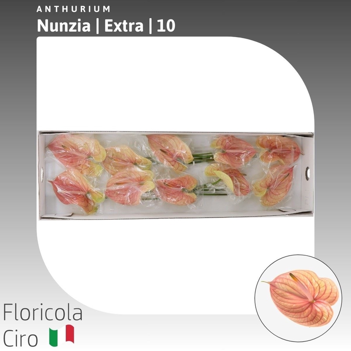 <h4>Anthurium Nunzia | Extra</h4>