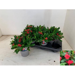 Euphorbia Milii Vulcanus (Cites) 13Ø 28cm